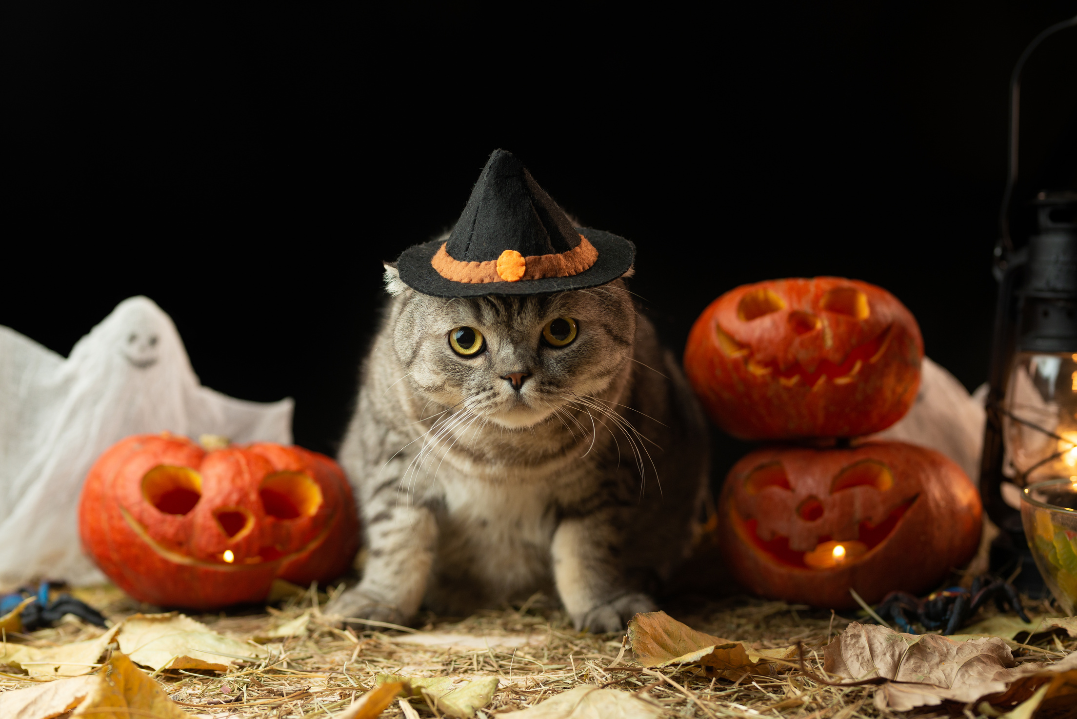 Halloween cat with hat