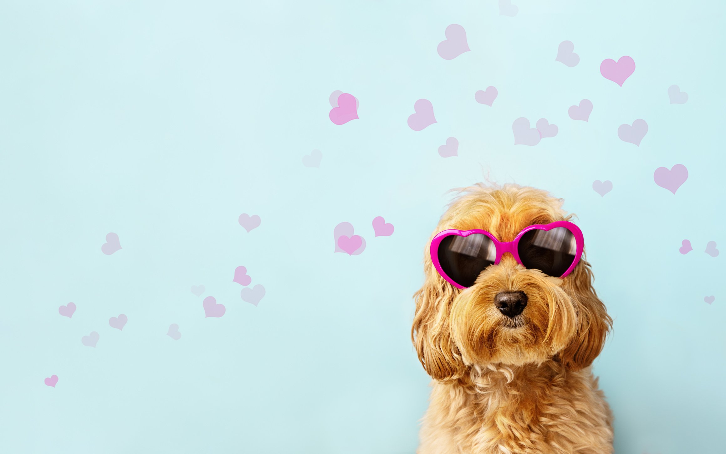 Dog with Heart Shapes Sunglasses